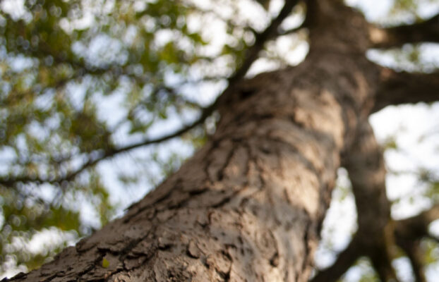 A New Year of Compassion and Connection